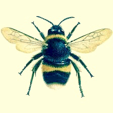 A Bee, 8 January, 2009