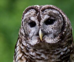 Owliver