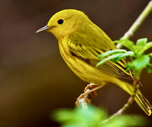The Yellow Bird