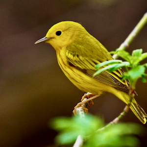 The Yellow Bird